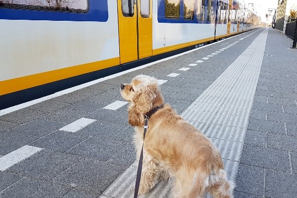 Hond wacht op de trein